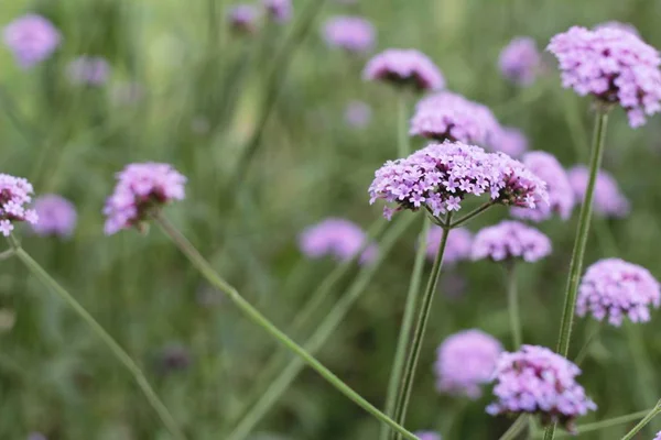 花园里的紫色花是美丽的. — 图库照片