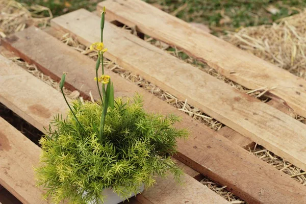 Helechos en macetas colocados sobre mesa de madera . — Foto de Stock