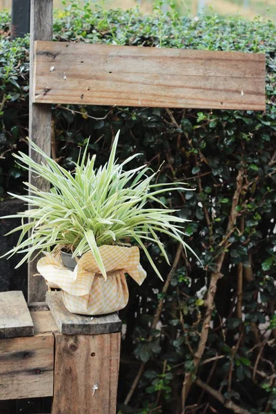 Helechos en macetas colocados sobre mesa de madera . — Foto de Stock