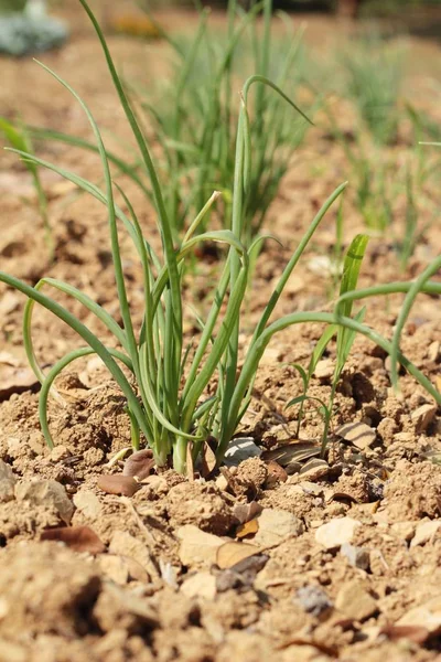 Zelené cibule v zahradě. — Stock fotografie