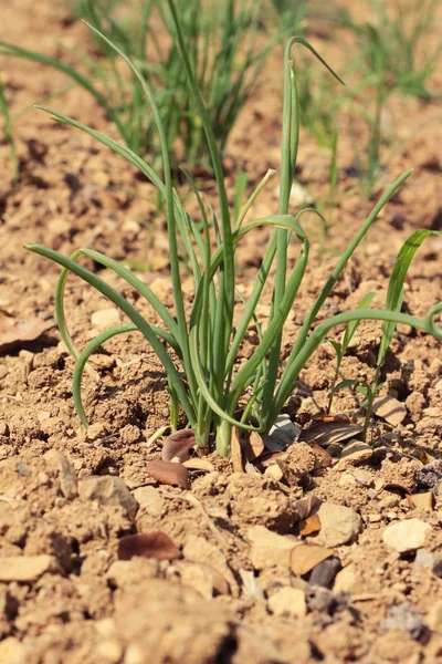 Grüne Zwiebeln im Garten. — Stockfoto