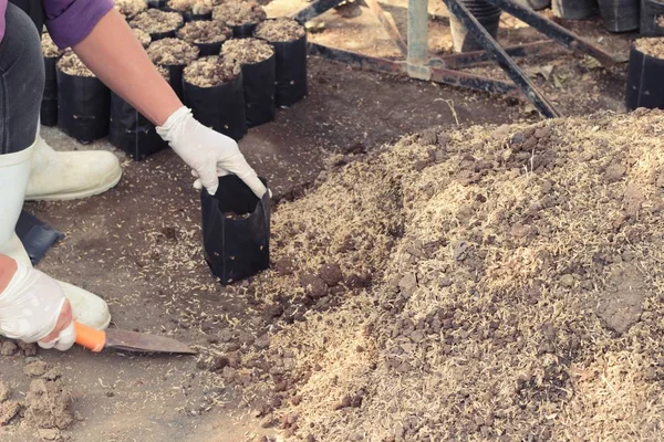 Los trabajadores son plantados de plántulas . — Foto de Stock