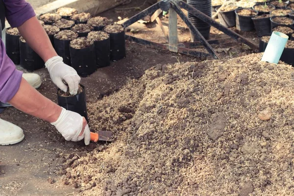 Workers are planted from seedlings. — Stock Photo, Image