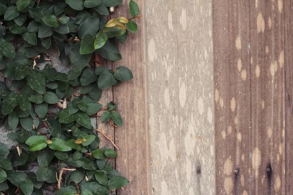 Schöne grüne Weinrebe steht neben der Mauer. — Stockfoto