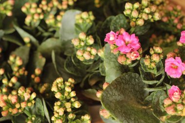 Güzel küçük tencerede kaktüs.