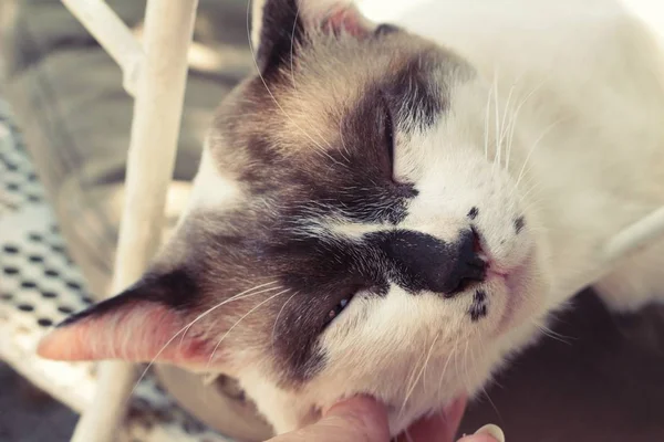 El gato está durmiendo. —  Fotos de Stock