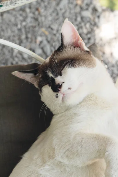 O gato está dormindo — Fotografia de Stock