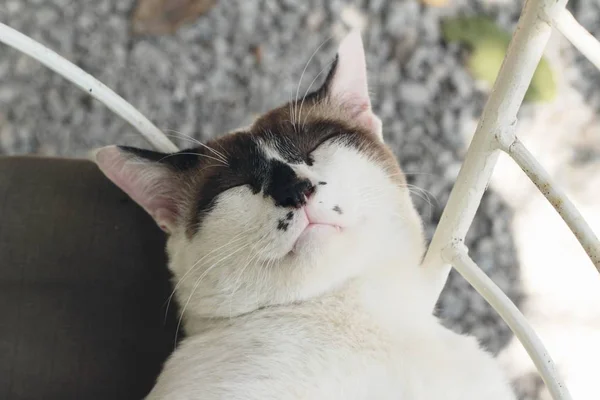 Katten sover — Stockfoto