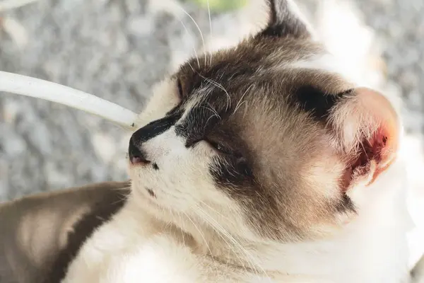 El gato está durmiendo. — Foto de Stock