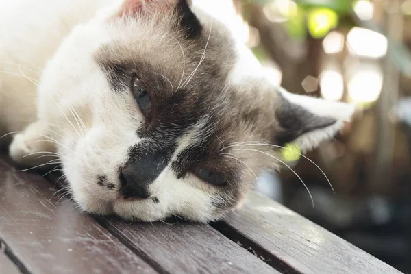 El gato está durmiendo. — Foto de Stock