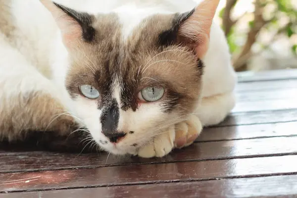 El gato está durmiendo. — Foto de Stock