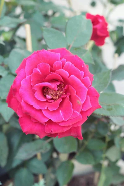 Rosenblüte schön im Garten. — Stockfoto