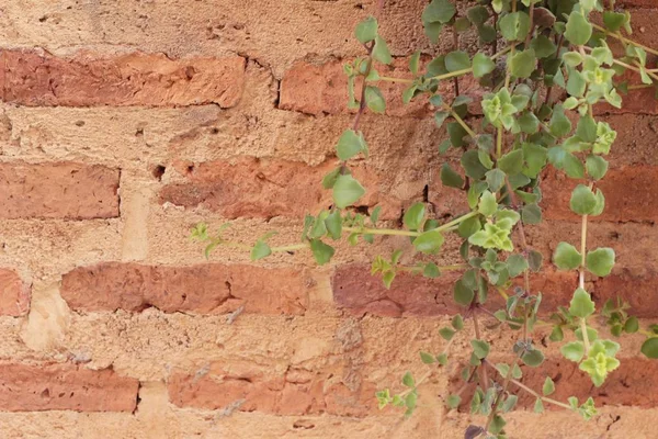 Schöne grüne Weinrebe steht neben der Mauer. — Stockfoto