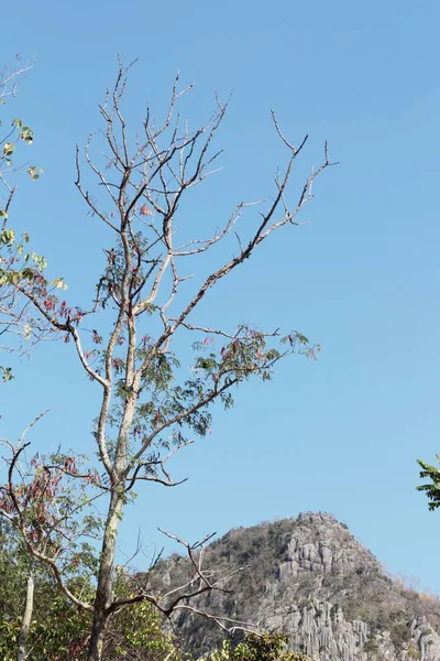 Laubgrün und Berg in der Natur — Stockfoto