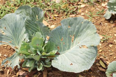 Bahçedeki baş lahana