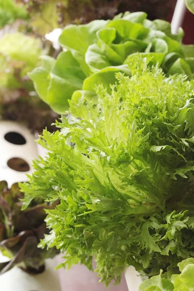 Hidropónica de lechuga fresca para la salud en el jardín — Foto de Stock