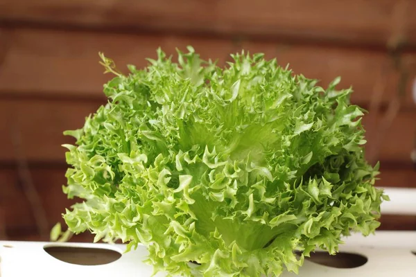 Hidropónica de lechuga fresca para la salud en el jardín —  Fotos de Stock