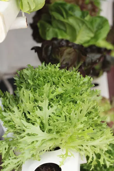 Hidropónica de lechuga fresca para la salud en el jardín — Foto de Stock