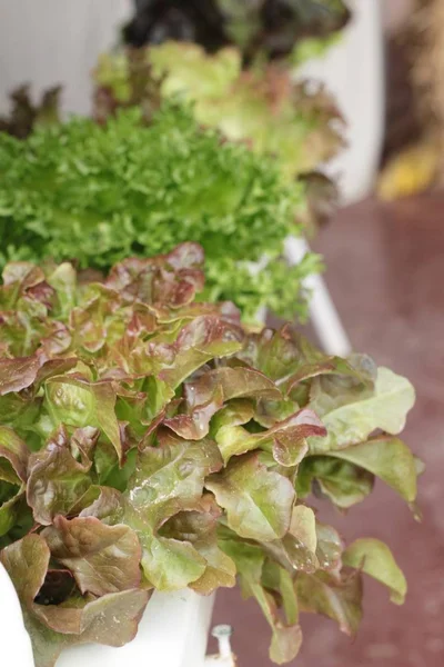 Färsk sallat hydroponics för hälsa i trädgården — Stockfoto