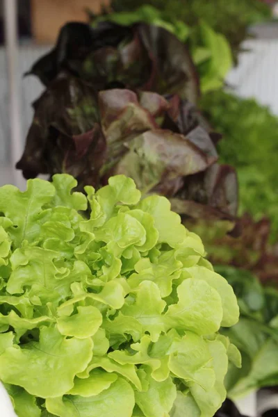 Fresh lettuce hydroponics for health in garden — Stock Photo, Image