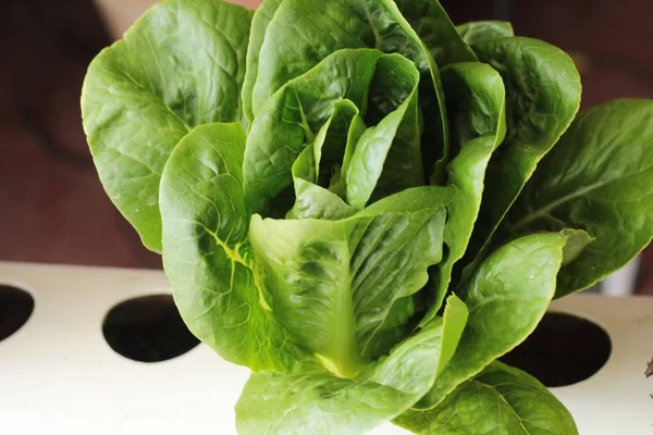 Hidropónica de lechuga fresca para la salud en el jardín —  Fotos de Stock