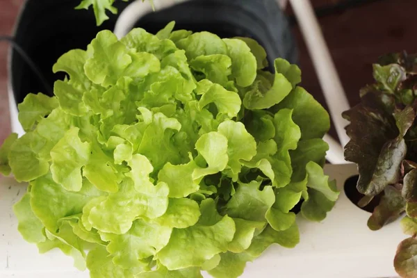 Fresh lettuce hydroponics for health in garden — Stock Photo, Image