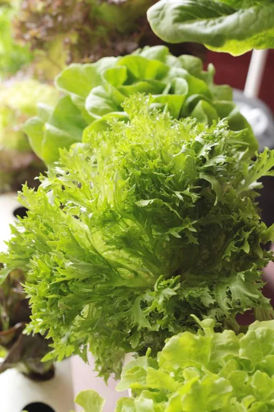Färsk sallat hydroponics för hälsa i trädgården — Stockfoto