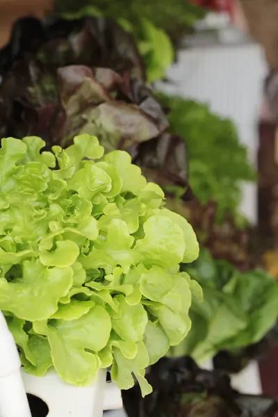 Hidropónica de lechuga fresca para la salud en el jardín —  Fotos de Stock