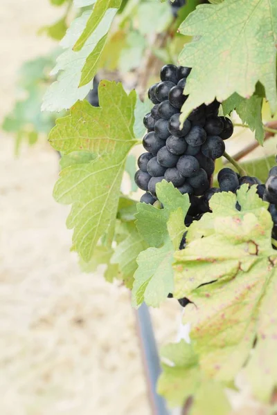 Schwarze Trauben aus frischen Früchten im Weinberg — Stockfoto