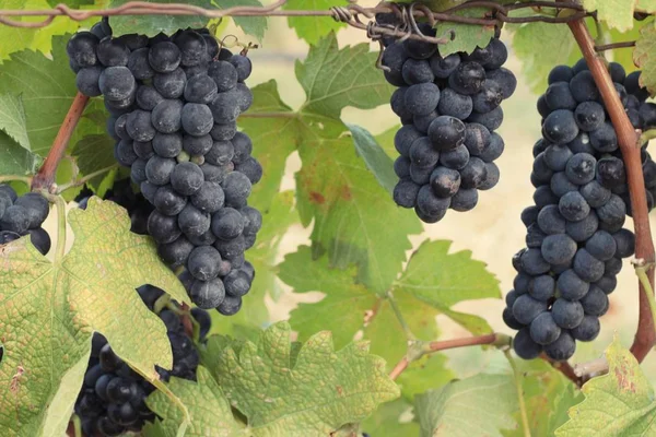 Uvas negras de fruta fresca en el viñedo — Foto de Stock