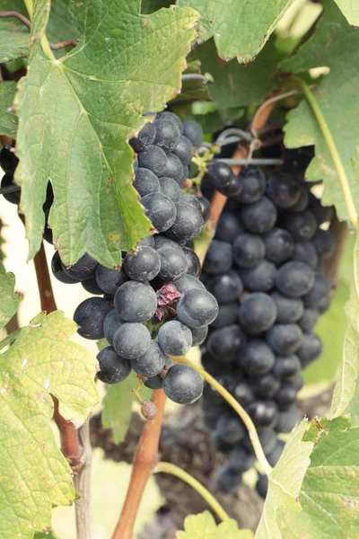 Uvas pretas de fruta fresca na vinha — Fotografia de Stock