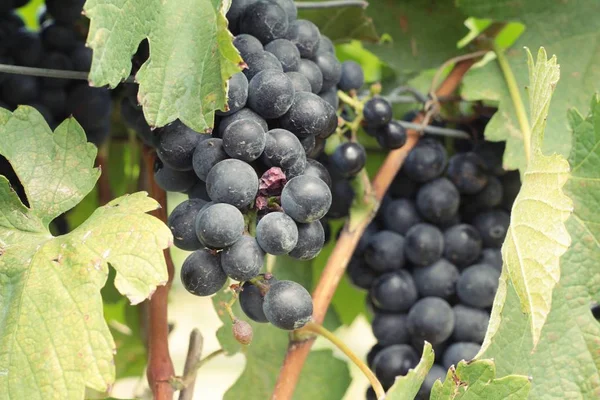 Fruits frais raisins noirs dans le vignoble — Photo