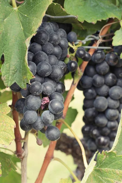 Fruits frais raisins noirs dans le vignoble — Photo