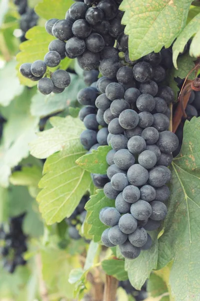 Uvas pretas de fruta fresca na vinha — Fotografia de Stock