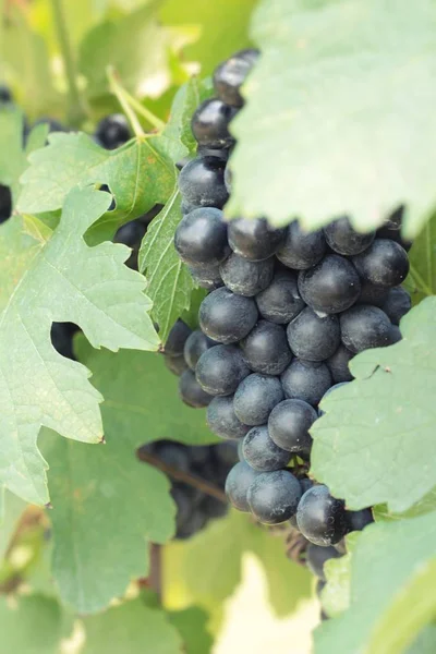 Uvas pretas de fruta fresca na vinha — Fotografia de Stock