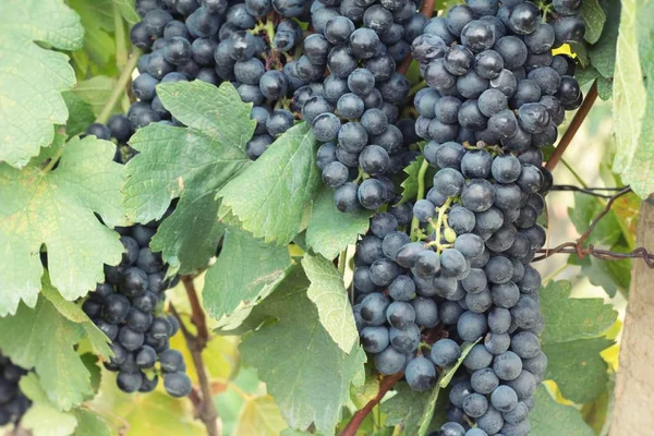 Fruits frais raisins noirs dans le vignoble — Photo