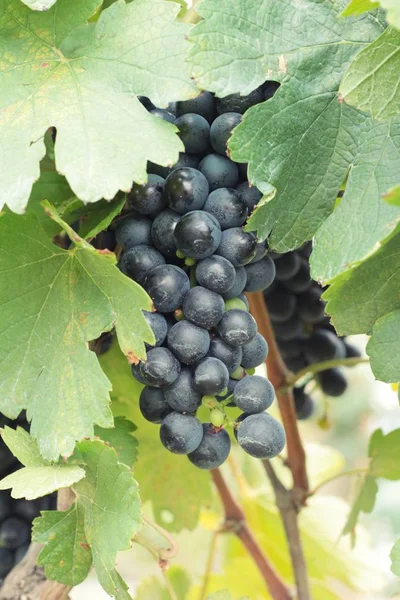 Uvas negras de fruta fresca en el viñedo — Foto de Stock