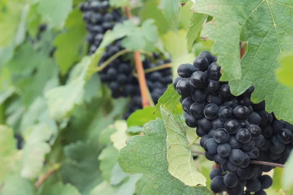 Uvas negras de fruta fresca en el viñedo —  Fotos de Stock