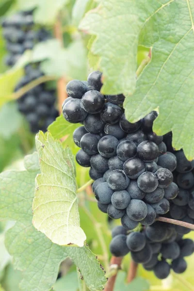 Uvas negras de fruta fresca en el viñedo — Foto de Stock