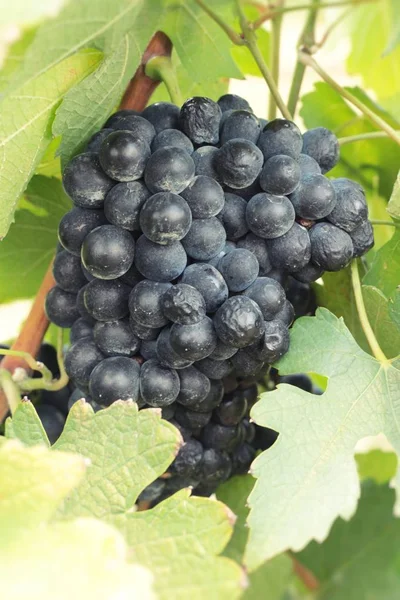 Uvas pretas de fruta fresca na vinha — Fotografia de Stock