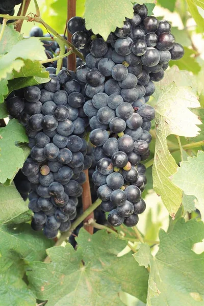 Uvas negras de fruta fresca en el viñedo —  Fotos de Stock