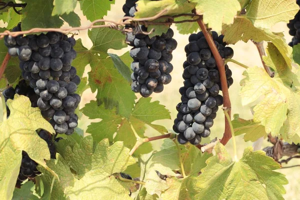 Uvas pretas de fruta fresca na vinha — Fotografia de Stock
