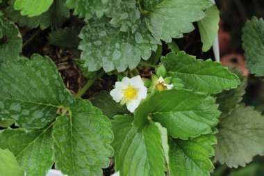 Taze çilek lezzetli bahçede