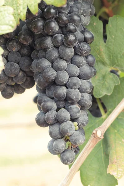 Uvas pretas de fruta fresca na vinha — Fotografia de Stock