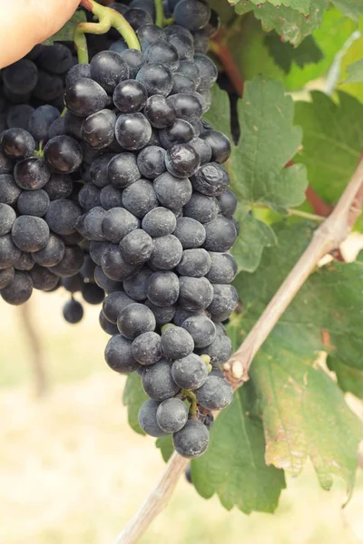 Uvas negras de fruta fresca en el viñedo —  Fotos de Stock