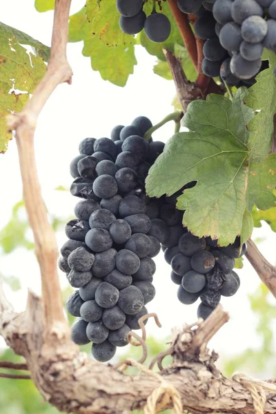 Uvas negras de fruta fresca en el viñedo —  Fotos de Stock
