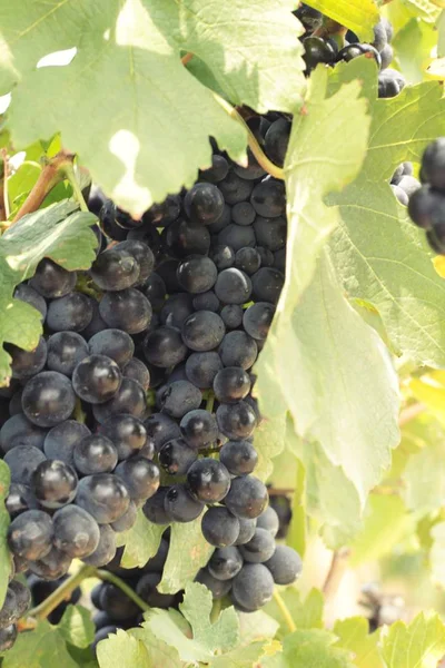 Fruits frais raisins noirs dans le vignoble — Photo