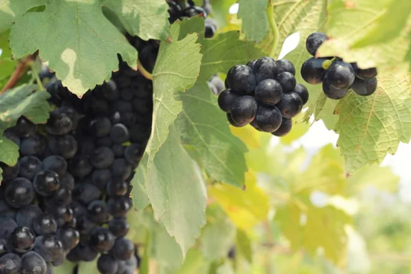 Fruits frais raisins noirs dans le vignoble — Photo