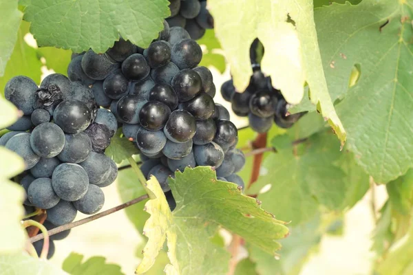 Uvas negras de fruta fresca en el viñedo —  Fotos de Stock