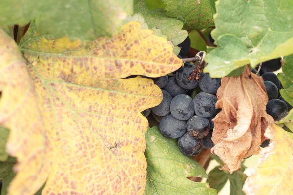Fresh fruit black grapes in the vineyard — Stock Photo, Image